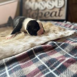 Boston Terrier Puppies from Angie's Little Bostons
