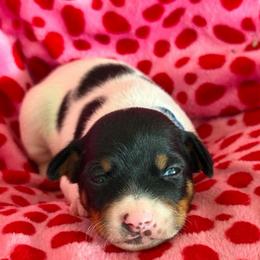 Atlas - White black and tan male Rat Terrier puppy in Molalla, Oregon from The Puppy Patch Rat Terriers