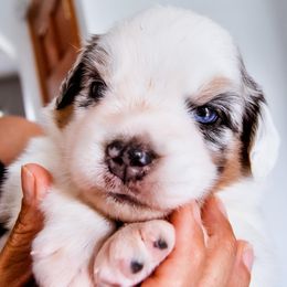 Australian Shepherd Puppies from Caramel Bliss Kennel - East Coast Aussies