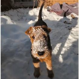 Airedale Terrier Puppies from Mystic’s Airedales