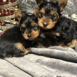Yorkshire Terrier Puppies from YorkiStars