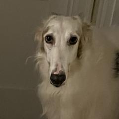 Borzois from Big River