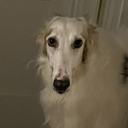 Borzois from Big River