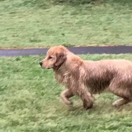 Golden Retrievers from Sunset HHF Golden Retrievers