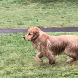 Golden Retrievers from Sunset HHF Golden Retrievers