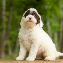 Strawberry - Parti female Goldendoodle puppy in Woodruff, South Carolina from Crooked Creek Doodles and Poodles