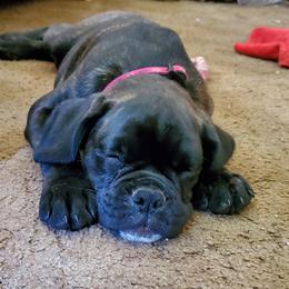 Boxer Puppies from VLH BOXERS