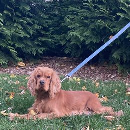 Koa - Cocker Spaniel