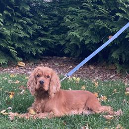 Koa - Cocker Spaniel
