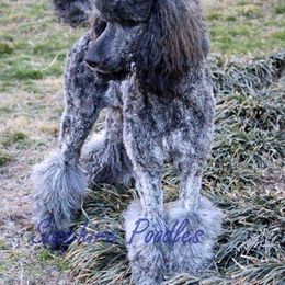 JuJu - Poodle
