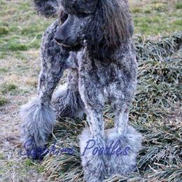 JuJu - Poodle