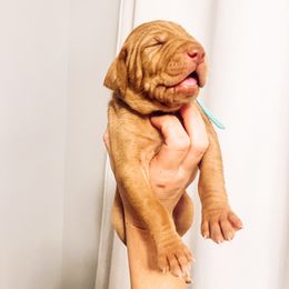 Boy 2 - Golden Vizsla puppy in Grady, Alabama from Rebel Heart Vizslas