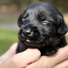 Orange Male - Black Labrador Retriever puppy in St Matthews, South Carolina from Beaver Creek Kennels