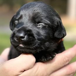 Orange Male - Black Labrador Retriever puppy in St Matthews, South Carolina from Beaver Creek Kennels