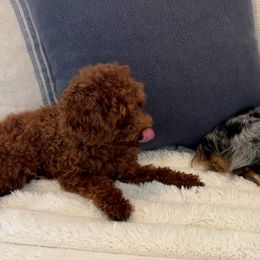 Aussiedoodle puppies from Biggie Ranch