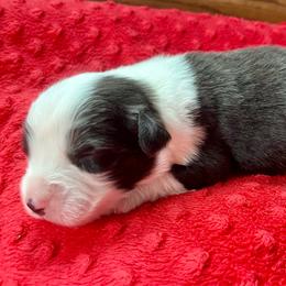 Bobby - Black tri-color male Australian Shepherd puppy in Loda, Illinois from Pilcher Farms
