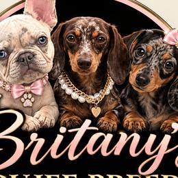 Dachshunds and French Bulldogs from Britany’s Boujee Breeds