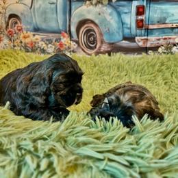 Black Seal girl - Black female Cocker Spaniel puppy in Oregon from Doc's Cockers