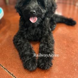 Evie - Black female Goldendoodle puppy in Milford, Indiana from Railway Acres Kennel