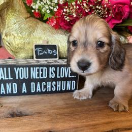 Bubs - Cream male Dachshund puppy in Perryville, Maryland from Heavenly Heritage Dachshunds and Doods