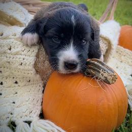 Caucasian Shepherd Dog, Labradoodle, and Saint Bernard Puppies from Blue Line Kennels