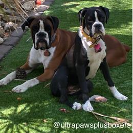 Boxer puppies from Ultra Paws Plus