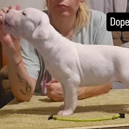 Dopey - White female Dogo Argentino puppy in Bear River City, Utah from Valkka Kennels