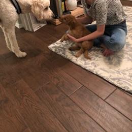 Goldendoodle Puppies from Da Ruba Doodles
