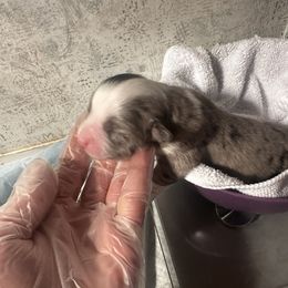 Miniature Australian Shepherd and Toy Australian Shepherd Puppies from Cherry Grove Kennel