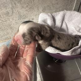Miniature Australian Shepherd and Toy Australian Shepherd Puppies from Cherry Grove Kennel