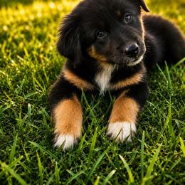 Justice - Black tri-color female Australian Shepherd puppy in Silex, Missouri from Small Town Aussies