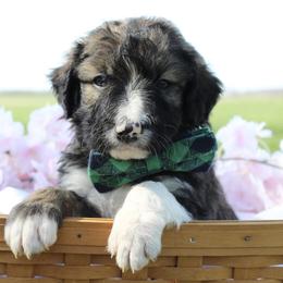 Titan - White and black male Bordoodle puppy in Ashland, Ohio from Cherry Blossom Doodles