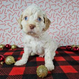 Dancer - Buff and white male Cockapoo puppy in Bronson, Florida from Tabler Family Puppies