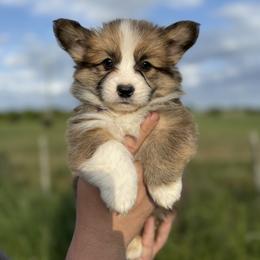 Laurie - Purple (Fluffy) - Sable male Pembroke Welsh Corgi puppy in Milan, Georgia from Williams’ Welsh Corgis LLC