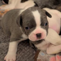 Duke Winters (Blue Collar) - Blue male Boston Terrier puppy in Littleton, Colorado from Boston Jelly Beans