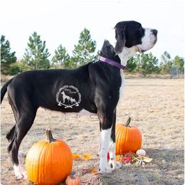 Amoraha - Mantle female Great Dane puppy in Cheyenne, Wyoming from Viking Kennel
