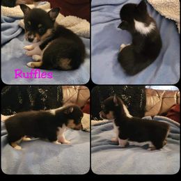 Pembroke Welsh Corgi Puppies from STR Corgis
