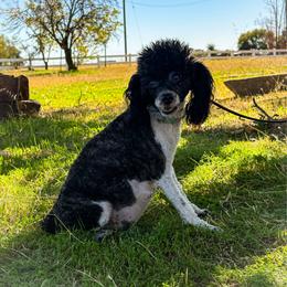 Chanel - Poodle