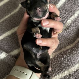 Miniature Schnauzer Puppies from Adrienne Exum