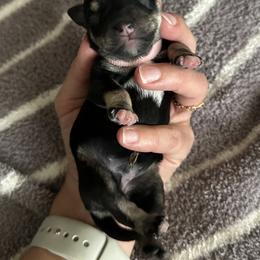 Miniature Schnauzer Puppies from Adrienne Exum
