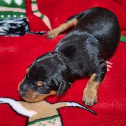 Blaze - Black and rust male Miniature Pinscher puppy in Grove, Oklahoma from K&J's Min Pins Of Grand Lake
