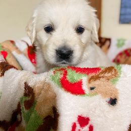Golden Retriever Puppies from Red Prairie Retrievers