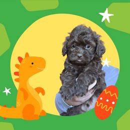 Arthur (Darker Brown) - Brown male Shihpoo puppy in Delphos, Ohio from Route 66 Poodles & Doodles, Sapphire Shih-tzu's of Ohio