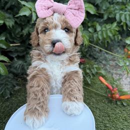Lennon - Apricot female Goldendoodle puppy in Huntington, Utah from Krispydoodle