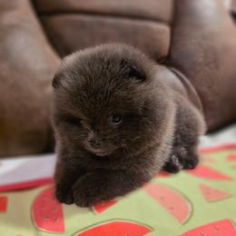 Ash - Blue male Pomeranian puppy in Wildersville, Tennessee from RoyalRarity's Poms & Enrichment