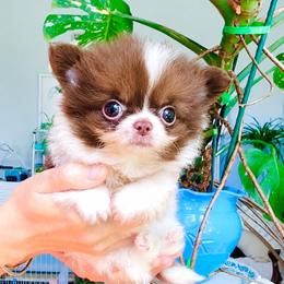 Eden Chocolate. Price 12000( tiny,pending ) - Chocolate and white male Chihuahua puppy in Santa Rosa Beach, Florida from Eva's Chihuahua