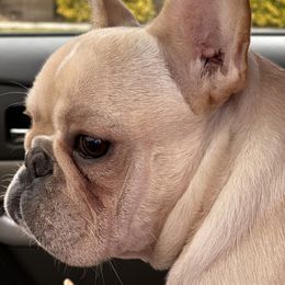 French Bulldog and Labrador Retriever Puppies from Desiree Ortiz's French Bull Dogs and Labrador Retrievers