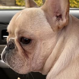 French Bulldog and Labrador Retriever Puppies from Desiree Ortiz's French Bull Dogs and Labrador Retrievers