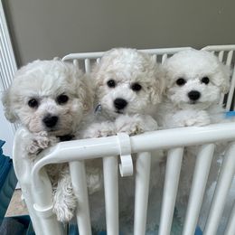 Bichon Frises from Doriann Bichons