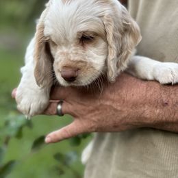 Meatball - Lemon and white English Cocker Spaniel puppy in Morriston, Florida from Serendipity English Field Cockers